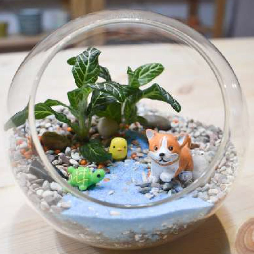 Offline_Workshop_Terrarium_Fittonia